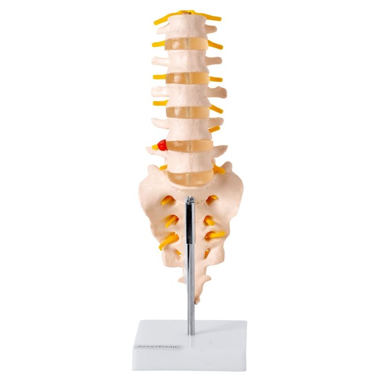coluna-vertebral-lombar.centermedical.com.br