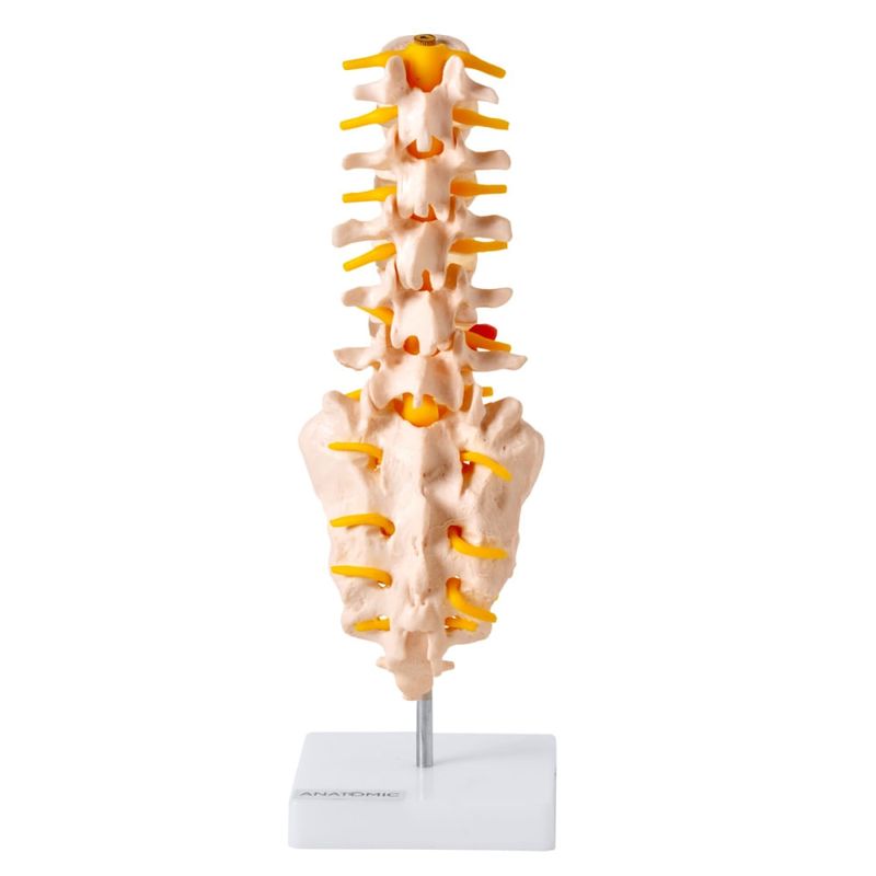 coluna-vertebral-lombar..centermedical.com.br