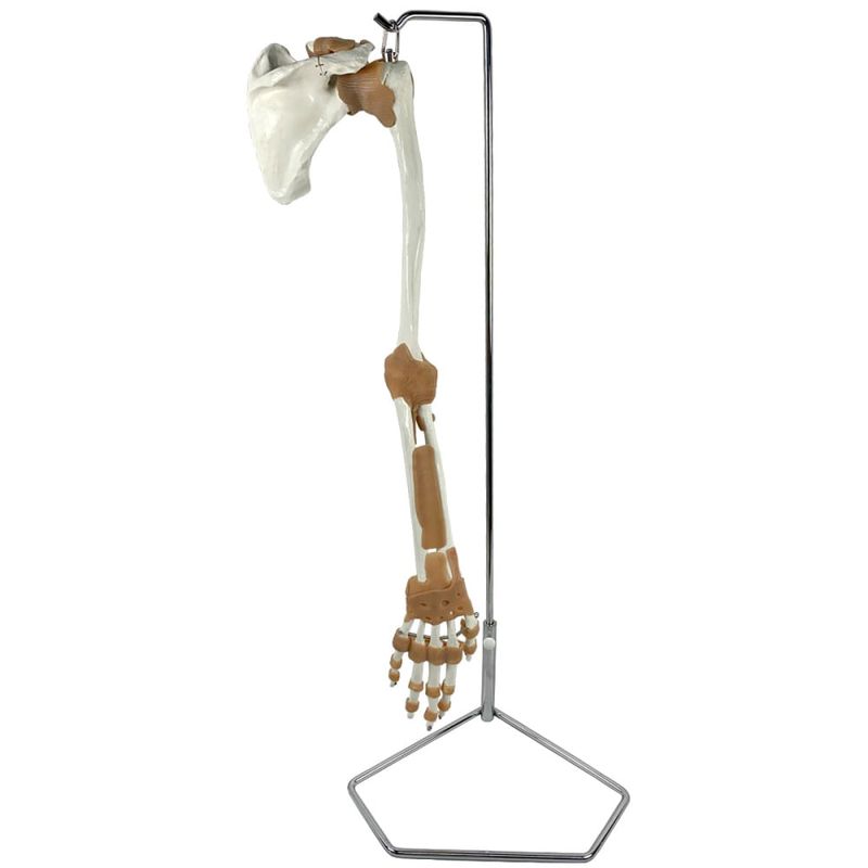 Esqueleto-do-Membro-Superior-com-Articulacoes-e-Suporte-Center-Medical