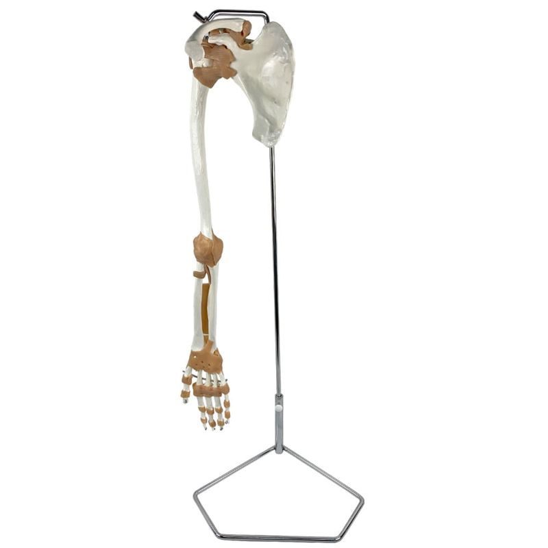 Esqueleto-do-Membro-Superior-com-Articulacoes-e-Suporte-Center-Medical
