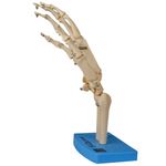 esqueleto-da-mao-ossos-do-punho..centermedical.com.br