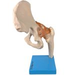 Articulacao-do-Quadril-com-Ligamentos-Center-Medical