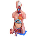 Torso-Bissexual-85cm-com-25-Partes-e-Coluna-Exposta-Center-Medical