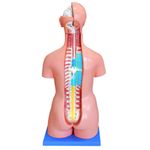 Torso-Bissexual-85cm-com-25-Partes-e-Coluna-Exposta-Center-Medical