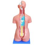 torso-bissexual-85cm-com-25-partes-e-coluna-exposta..centermedical.com.br