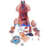 Torso-Bissexual-85cm-com-25-Partes-e-Coluna-Exposta-Center-Medical