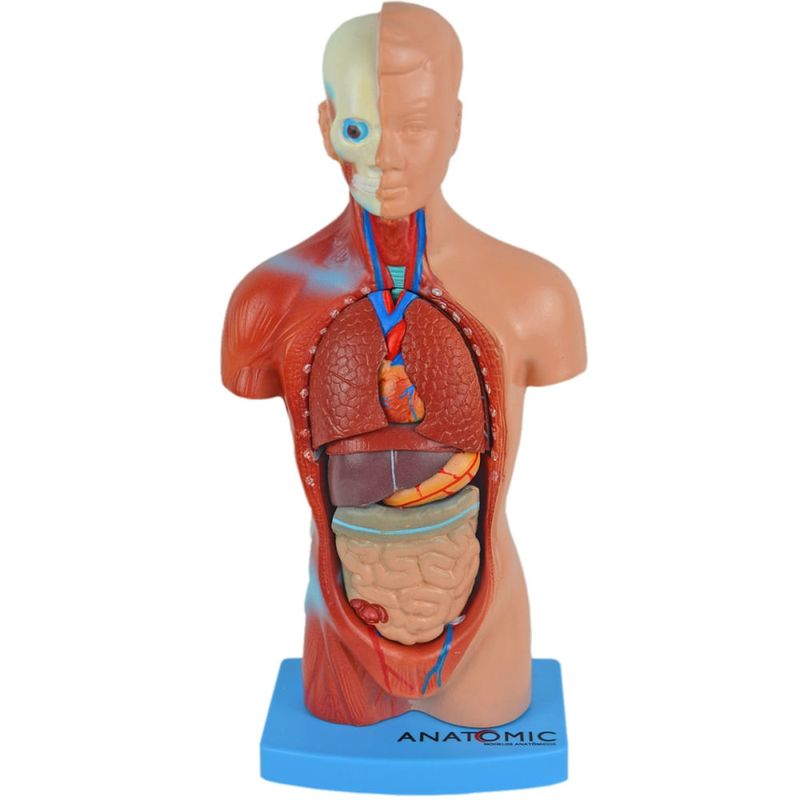 Torso-Assexuado-28cm-com-15-Partes-Center-Medical