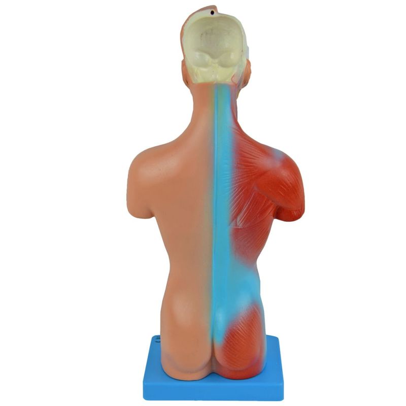 Torso-Assexuado-28cm-com-15-Partes-Center-Medical