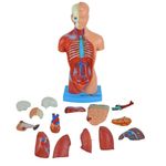 Torso-Assexuado-28cm-com-15-Partes-Center-Medical