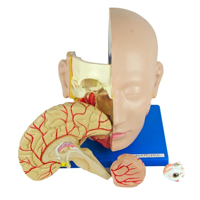 cabeca-com-4-partes....centermedical.com.br