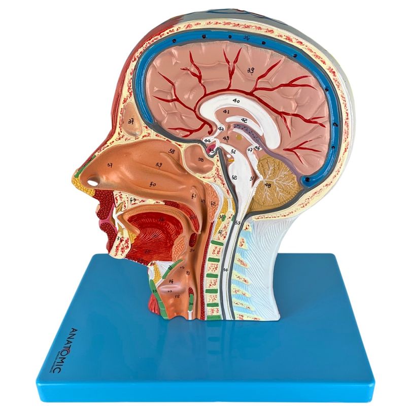 metade-da-cabeca-com-musculatura-em-corte-sagital..centermedical.com.br