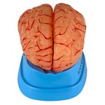 cerebro-com-arterias-em-09-partes-anatomic..centermedical.com.br
