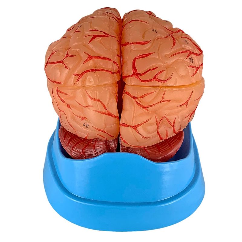cerebro-com-arterias-em-09-partes-anatomic....centermedical.com.br