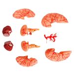 cerebro-com-arterias-em-09-partes-anatomic.....centermedical.com.br
