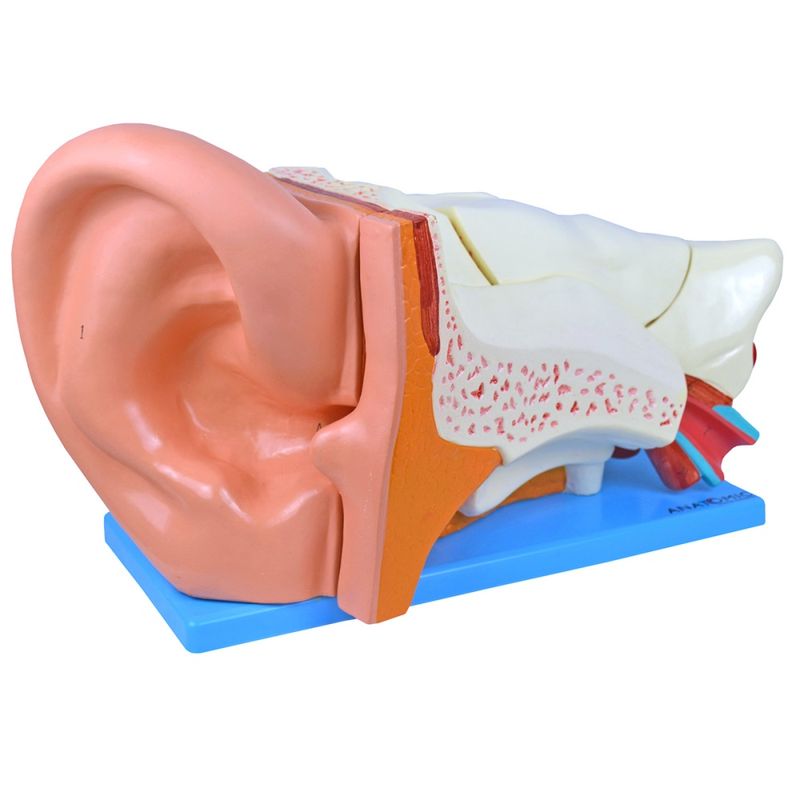 ouvido-ampliado-com-6-partes.centermedical.com.br