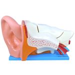 ouvido-ampliado-com-6-partes..centermedical.com.br