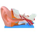 ouvido-ampliado-com-6-partes...centermedical.com.br