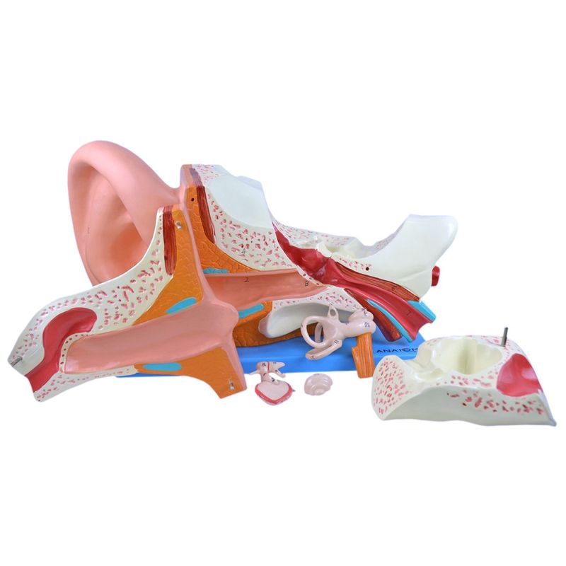 ouvido-ampliado-com-6-partes....centermedical.com.br