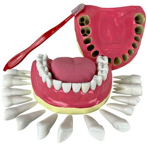 Modelo de Dentição com Todos Os Dentes Removíveis