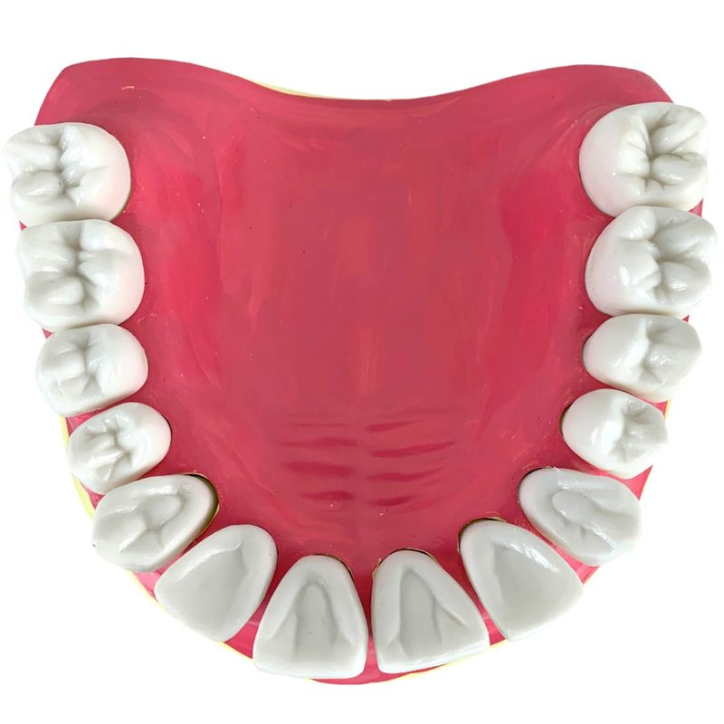 modelo-de-denticao-com-todos-os-dentes-removiveis...centermedical.com.br