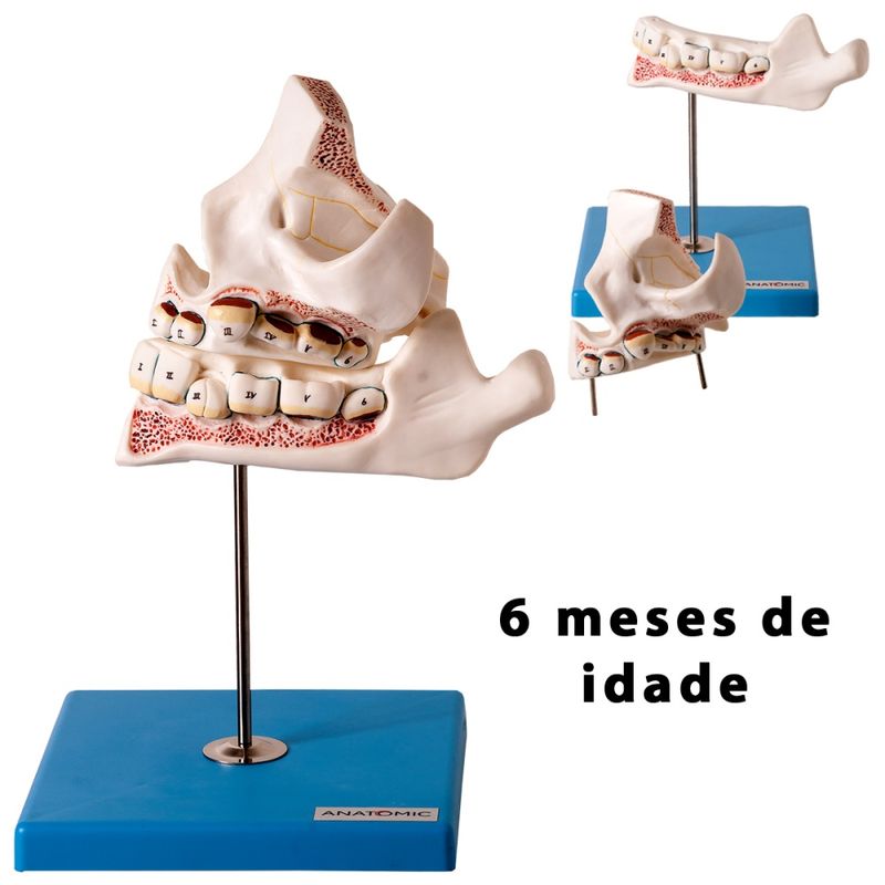 modelo-desenvolvimento-da-denticao..centermedical.com.br