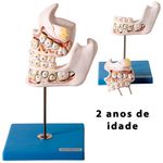 modelo-desenvolvimento-da-denticao...centermedical.com.br