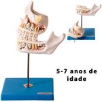 modelo-desenvolvimento-da-denticao....centermedical.com.br