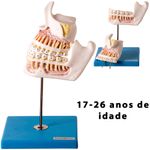 modelo-desenvolvimento-da-denticao.....centermedical.com.br