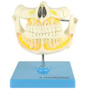 Modelo Anatômico Dentição Adulta