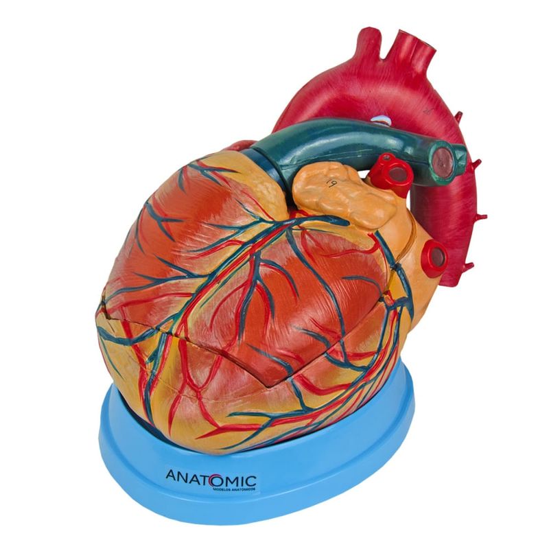 Coracao-Ampliado-com-03-Partes-Center-Medical