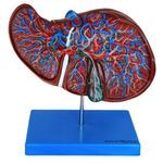 figado-luxo.centermedical.com.br
