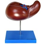 figado-luxo..centermedical.com.br