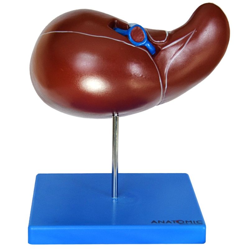 figado-luxo..centermedical.com.br
