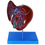 figado-luxo...centermedical.com.br