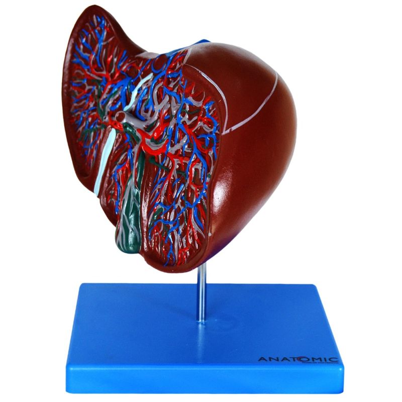 figado-luxo...centermedical.com.br