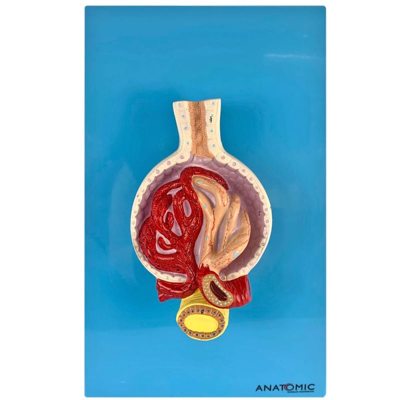 Rim-Glomerulos-Center-Medical