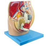 Pelve-Feminina-em-3-Partes-Center-Medical