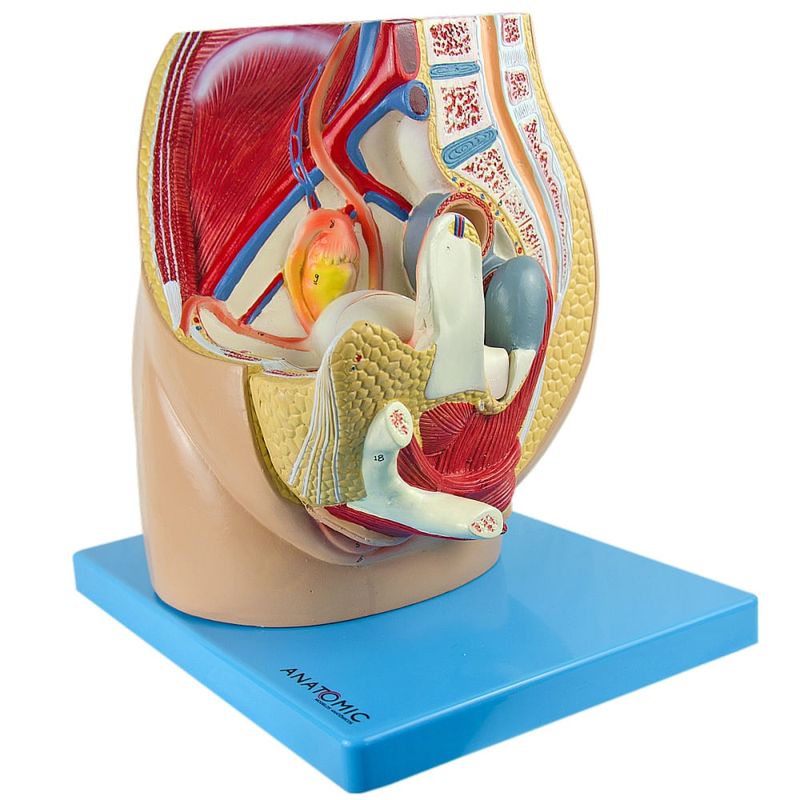 Pelve-Feminina-em-3-Partes-Center-Medical