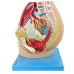 Pelve-Feminina-em-3-Partes-Center-Medical
