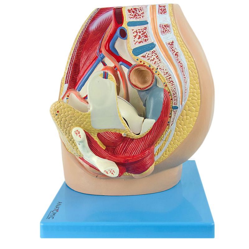 Pelve-Feminina-em-3-Partes-Center-Medical