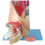 Pelve-Feminina-em-3-Partes-Center-Medical
