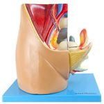 Pelve-Feminina-em-3-Partes-Center-Medical