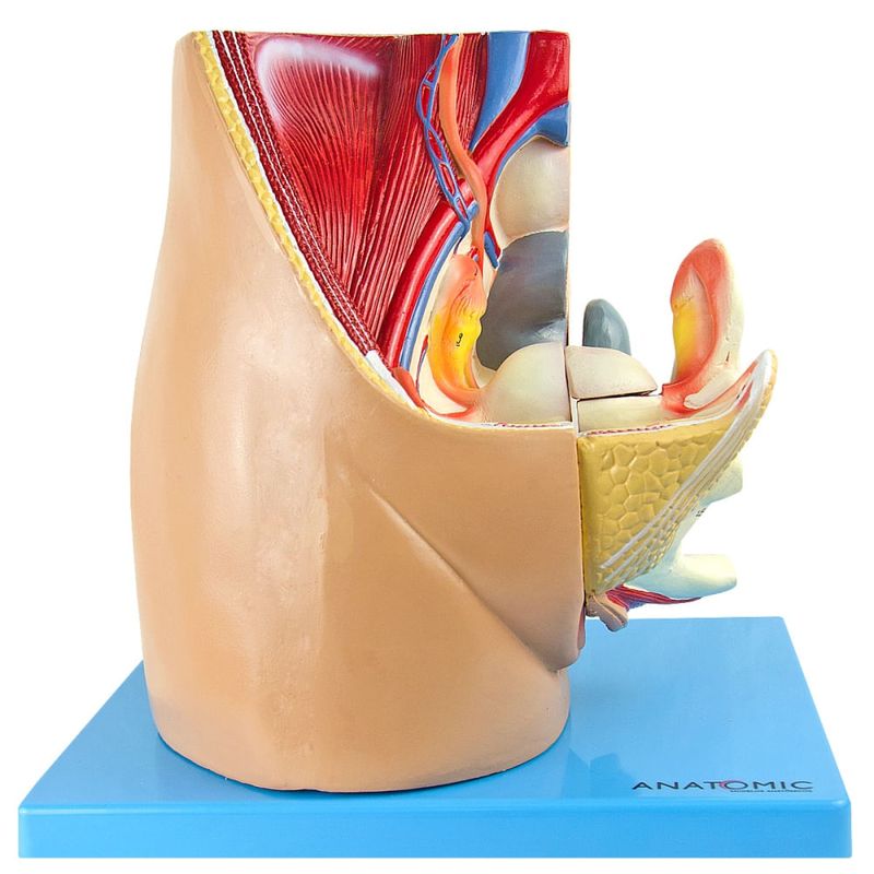 Pelve-Feminina-em-3-Partes-Center-Medical