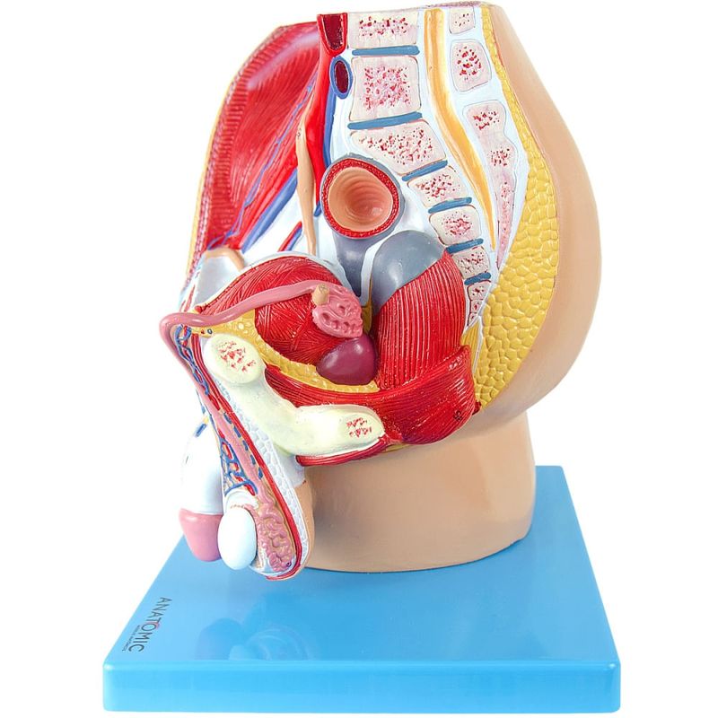 Pelve-Masculina-em-Corte-Mediano-em-4-partes-Center-Medical