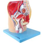 Pelve-Masculina-em-Corte-Mediano-em-4-partes-Center-Medical