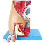 Pelve-Masculina-em-Corte-Mediano-em-4-partes-Center-Medical