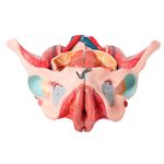 Pelve-Feminina-Classica-com-Musculos-e-Orgao-Genital-em-4-Partes-Center-Medical