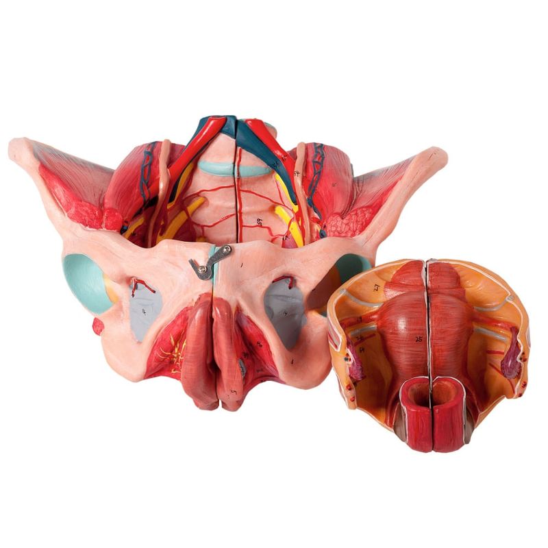 Pelve-Feminina-Classica-com-Musculos-e-Orgao-Genital-em-4-Partes-Center-Medical