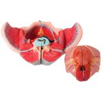Pelve-Feminina-Classica-com-Musculos-e-Orgao-Genital-em-4-Partes-Center-Medical