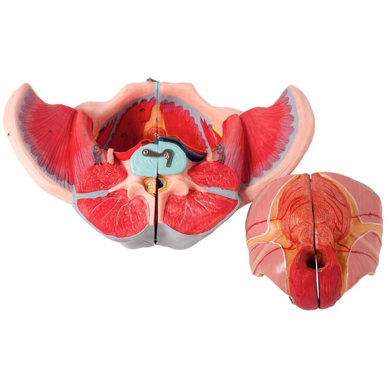 Pelve-Feminina-Classica-com-Musculos-e-Orgao-Genital-em-4-Partes-Center-Medical